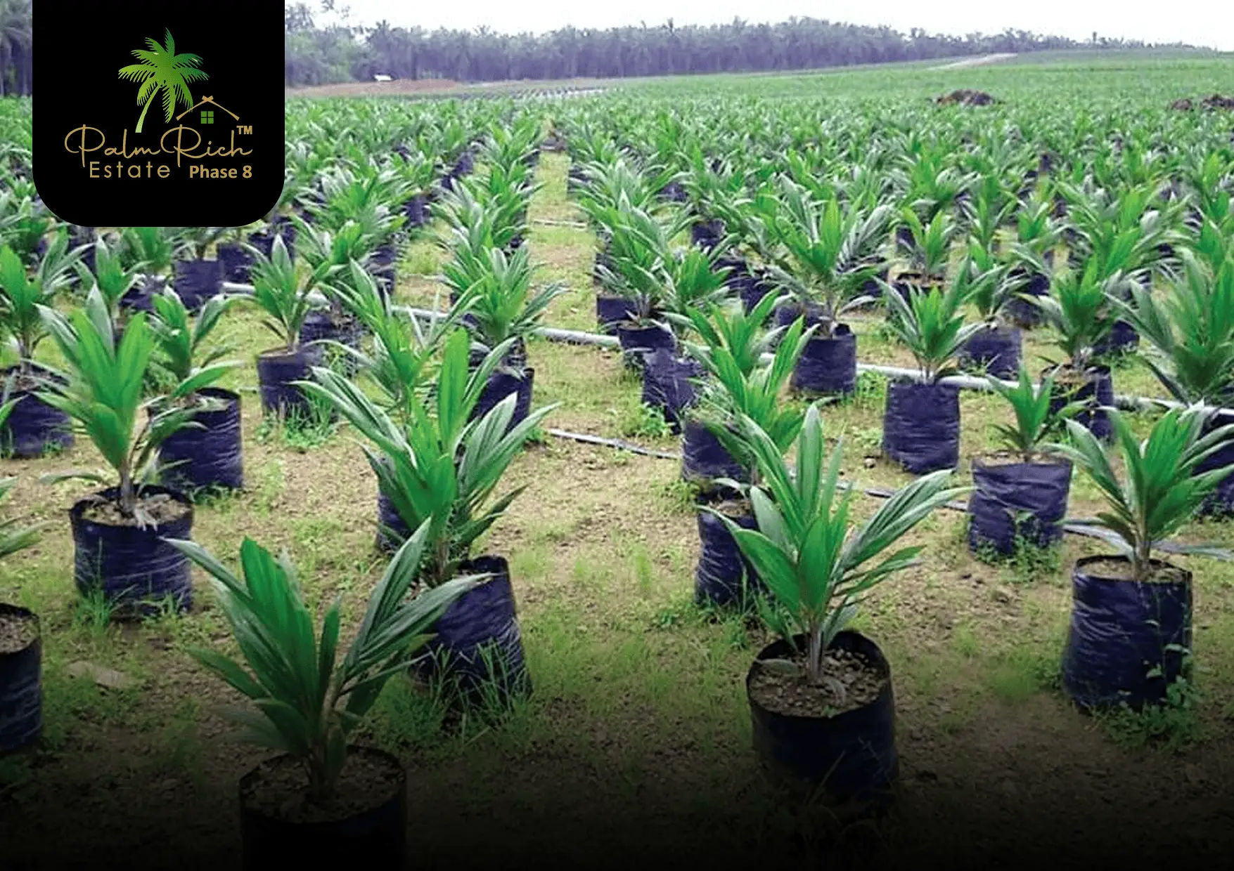 palmrich estate phase 8 1 (1)